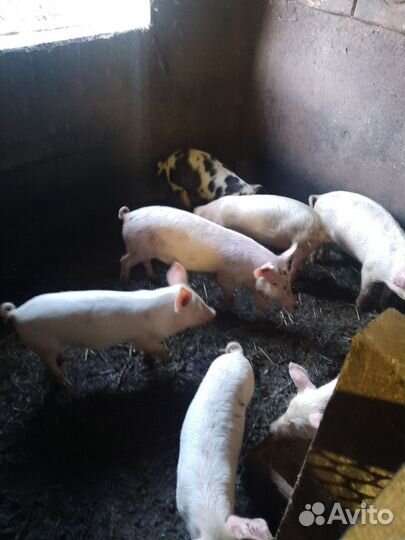 Поросенок ландрас+дюрок
