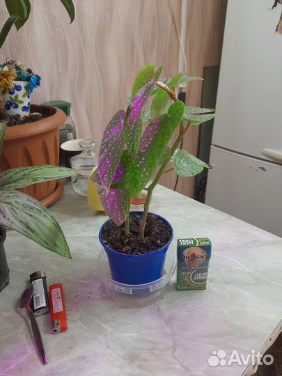 Комнатные цветы