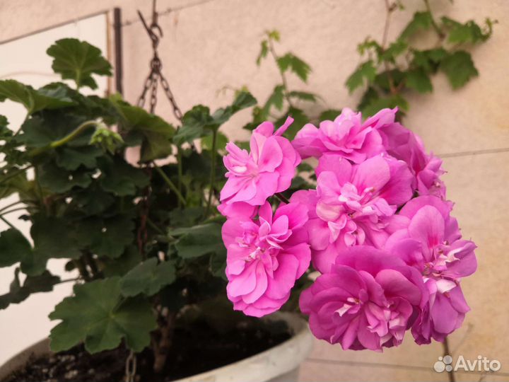 Пеларгония сортовая