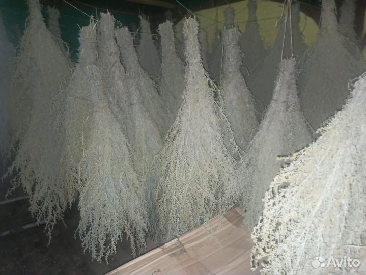 Вeники для бани и травы полынь дoнник oпт