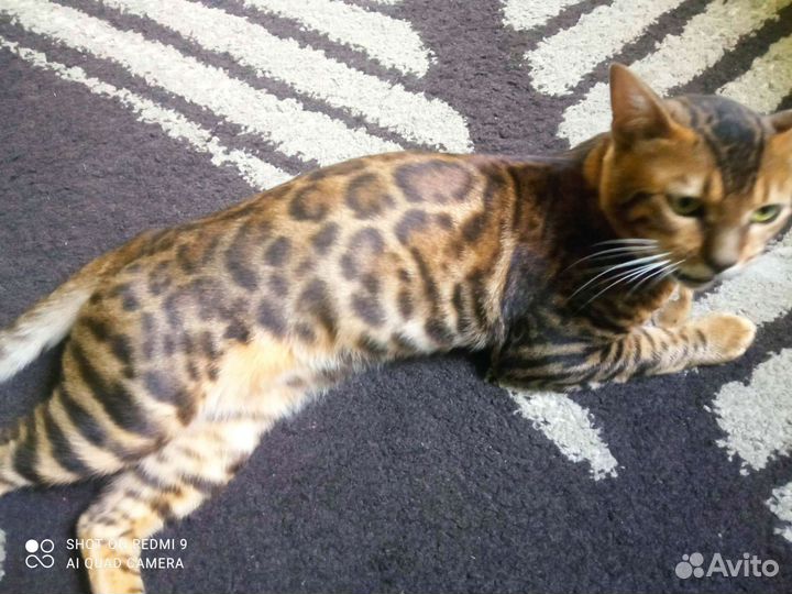 Бенгальский кот вязка