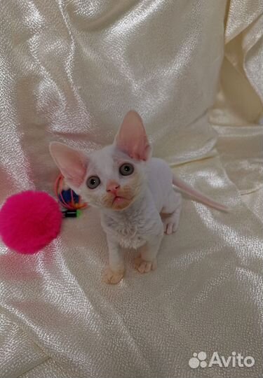 Разноглазая Девон-рекс. Котята