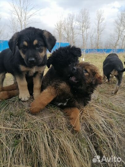 Собака в добрые руки отдам бесплатно
