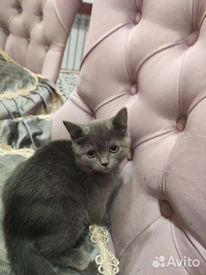 Шотландская кошка