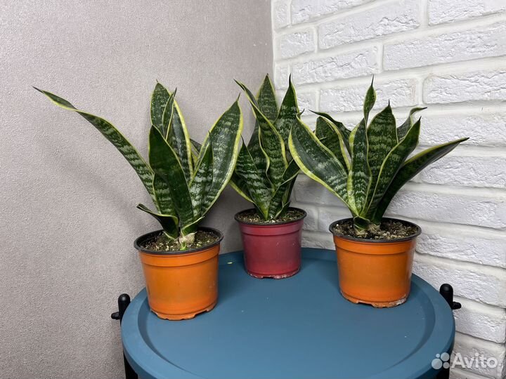 Сансевиерия комнатные цветы