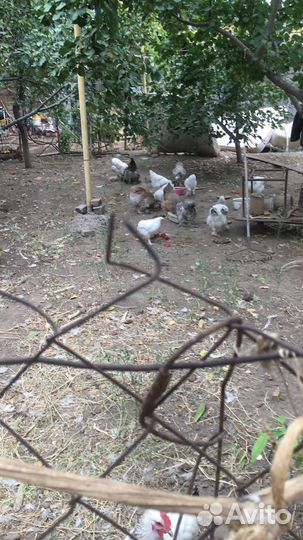 Цыплята и куры брама