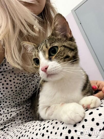 Ласковая кошка