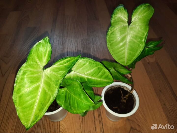 Сингониумы (два разных)