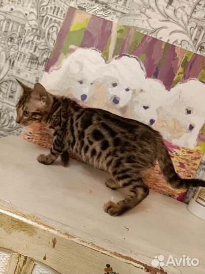 Бенгальская девочка