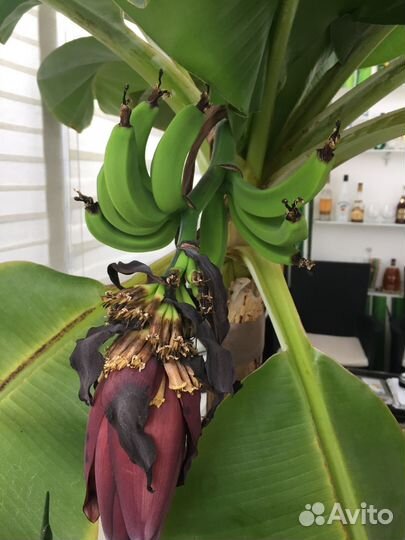 Продается растение-банан