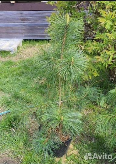 Кедр корейский с голубой воздушной хвоëй