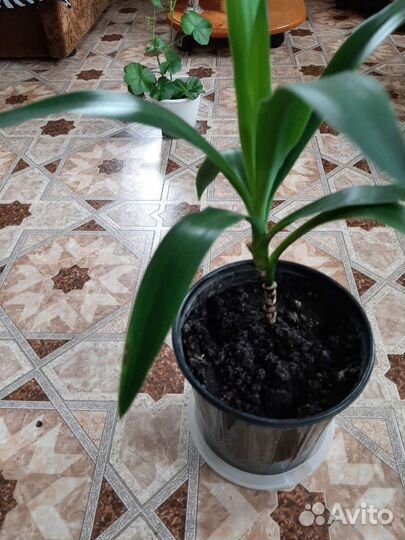 Пальма юкка