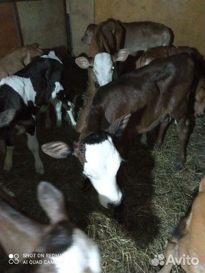 Телята мясной породы