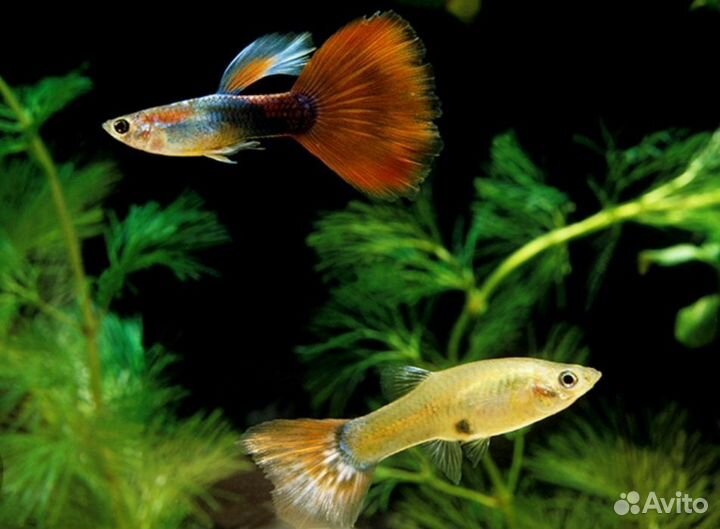 Растение, рыбки гуппи