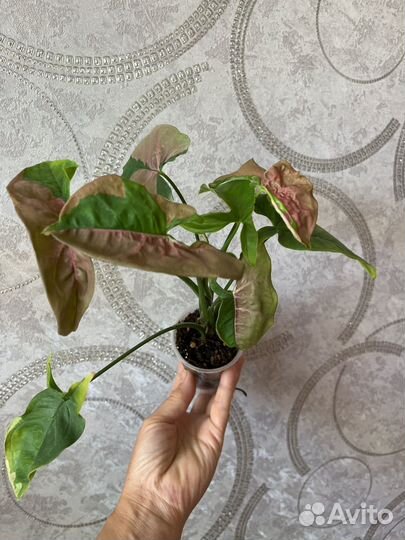 Сингониумы