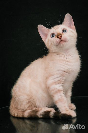 Снежные бенгальские котята