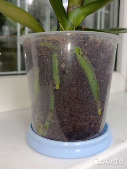 Орхидея аналог Leopard Prince Sogo Diamond.Отцвёл