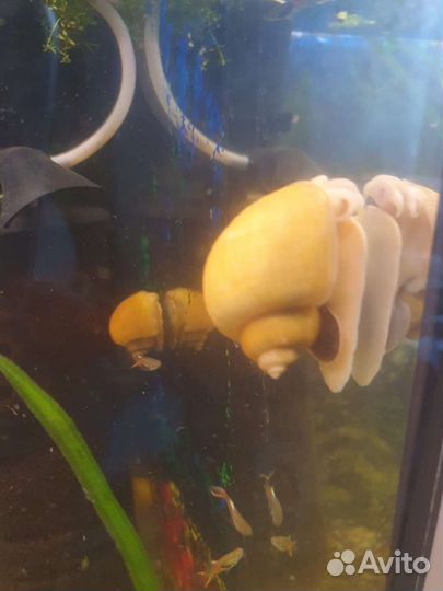 Улитки мелании