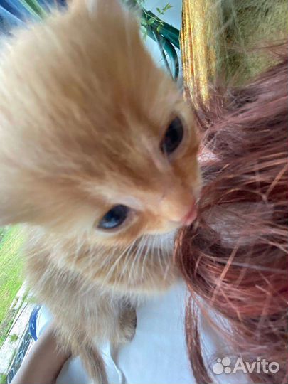 Шотланский котенок