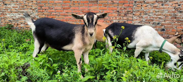 Альпийские козочки