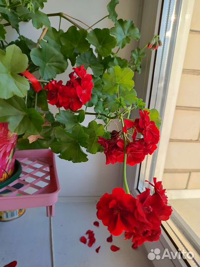 Герань ампельная