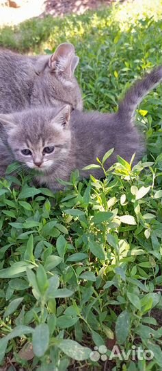 Котята в добрые руки 1 месяц