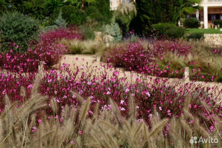 Гаура многолетник