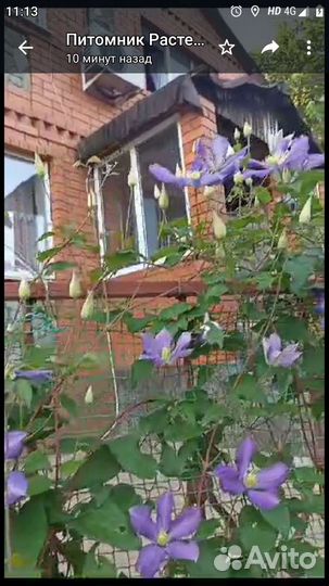 Клематис Арабелла