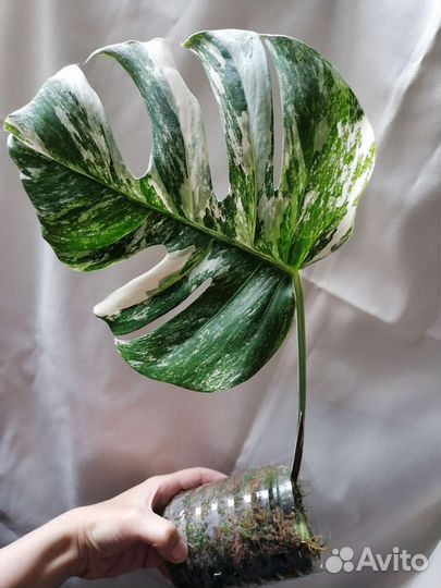 Монстера Альба