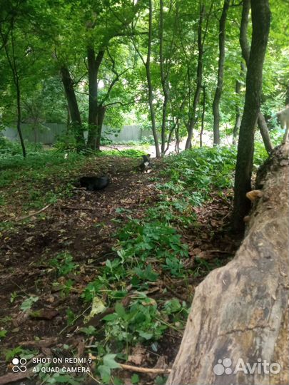 Кутята породистые