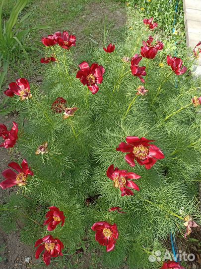 Многолетники