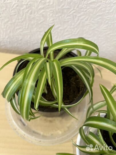 Хлорофитум кудрявый