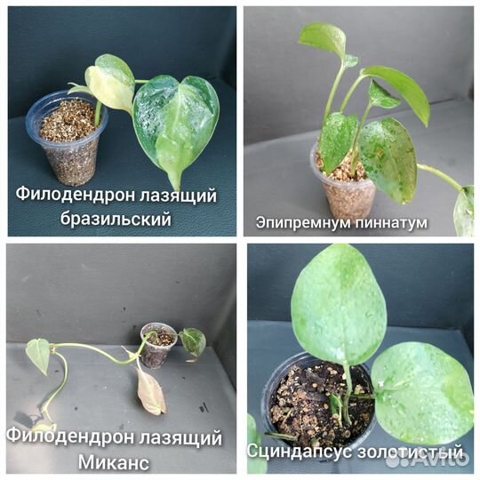 Комнатные растения