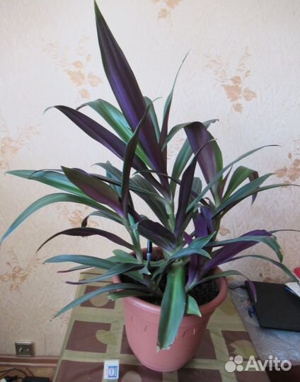 Комнатные цветы