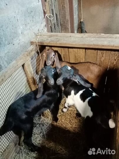 Козочки, нубо -камори козлята