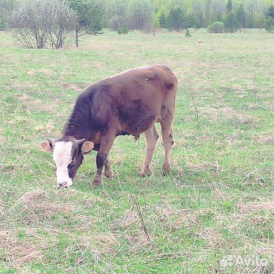 Коровы, телята