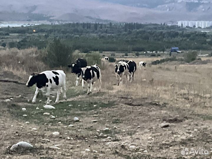 Голштинские крс