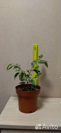 Фикус бенджамина