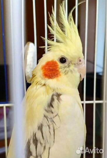 Попугай корелла и неразлучники