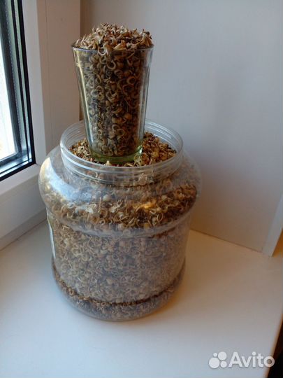 Семена Календулы лекарственной