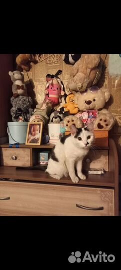 Кошки в добрые руки