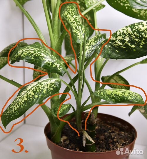 Диффенбахия комнатные цветы