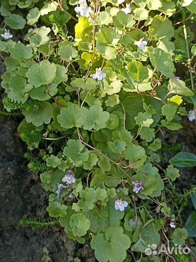 Многолетники