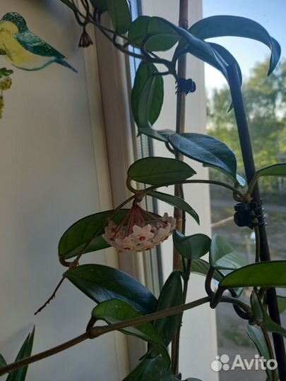 Хойя, рео, орхидея