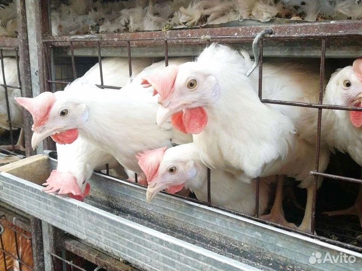 Куры несушки яичной породы