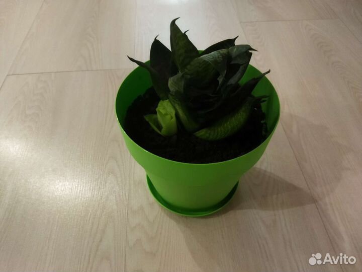 Сансевиерия ханни