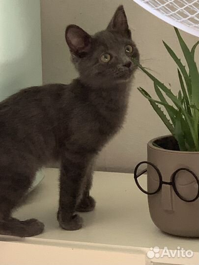 Найден котенок