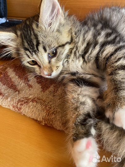 Котик Мурчик в добрые руки