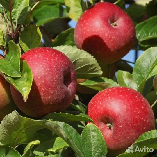 Плодовые деревья и саженцы