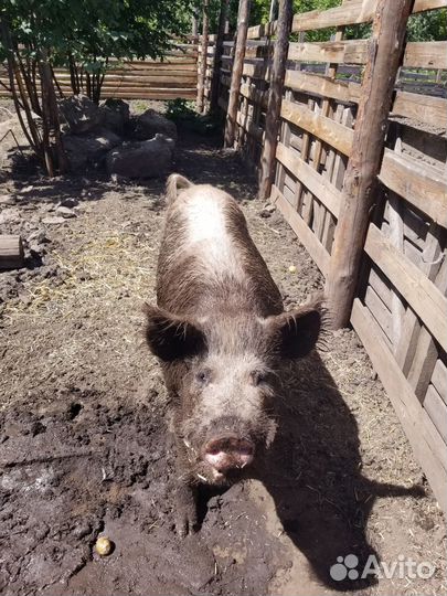 Продам хряка